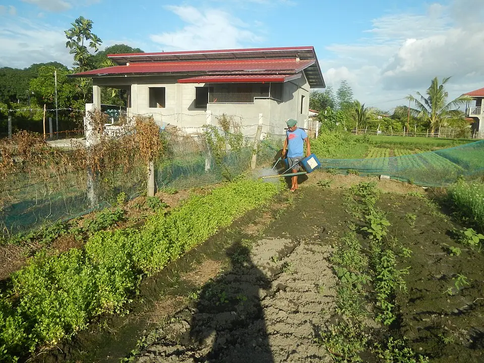 0185Vegetable plantations in Taal, Pulilan, Bulacan 22