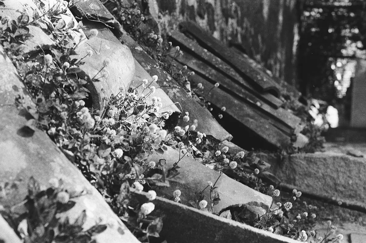 Flowers blossoming between discarded roof tiles in Avandaro, Valle De Bravo, Mexico