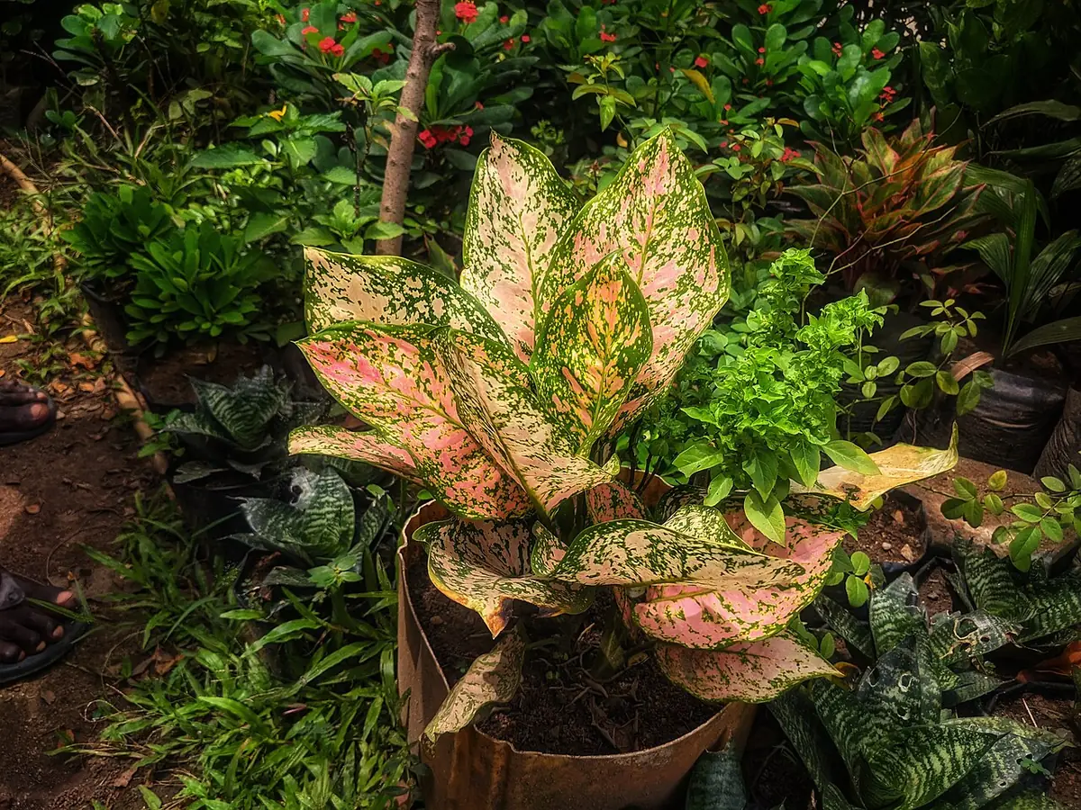 Chinese evergreens 1