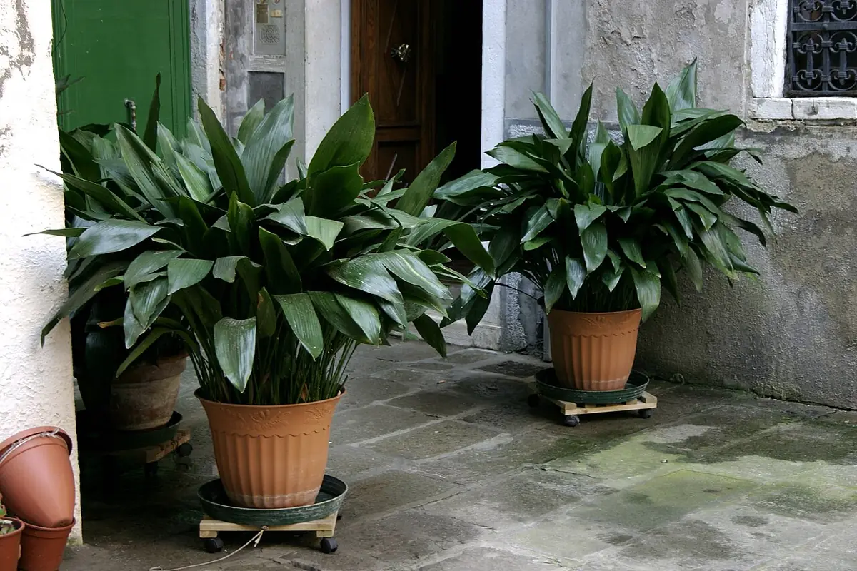 Aspidistra elatior - 01