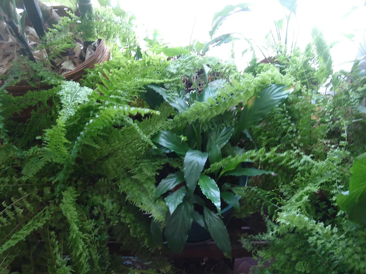 My indoor plants