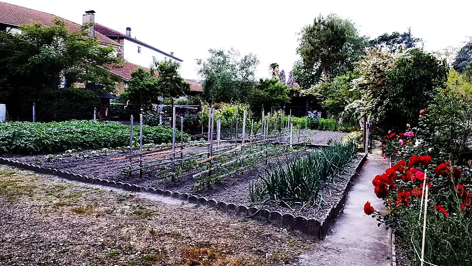 Amou, chemin de Ronde - jardin potager fleuri - 20230521