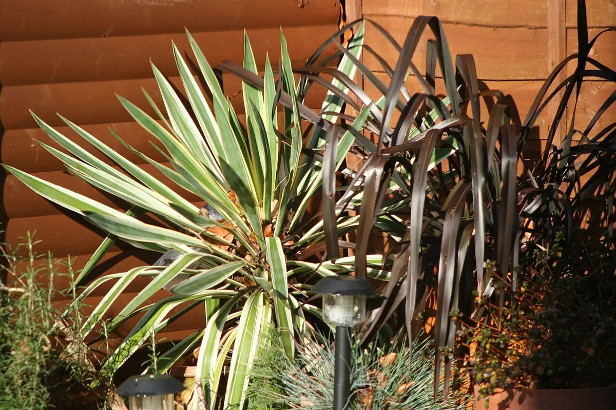 Patio pots again (93547725)