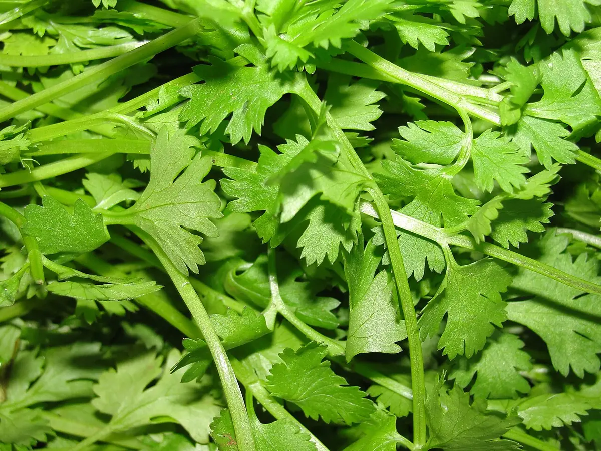 A scene of Coriander leaves