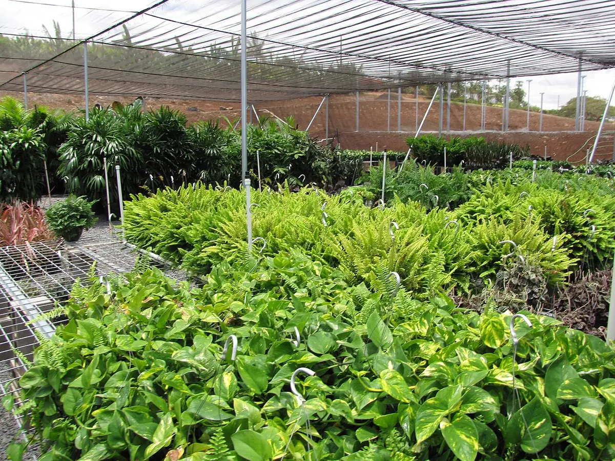 Starr-100623-7769-Epipremnum pinnatum-potted plants in shade house-Pukalani Plant Company Pulehu-Maui (24415447393)
