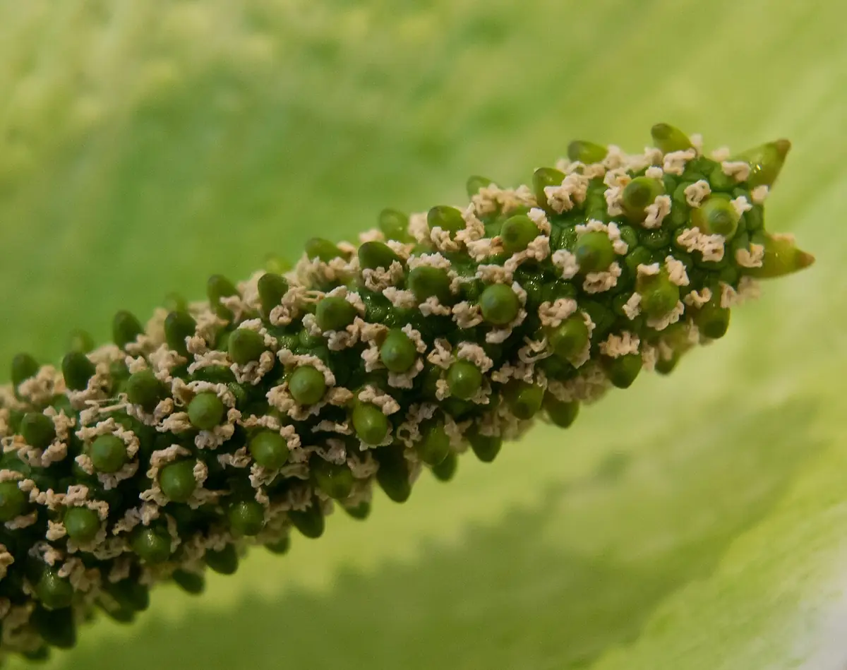 Peace lily spadix, spathe, pollen 3