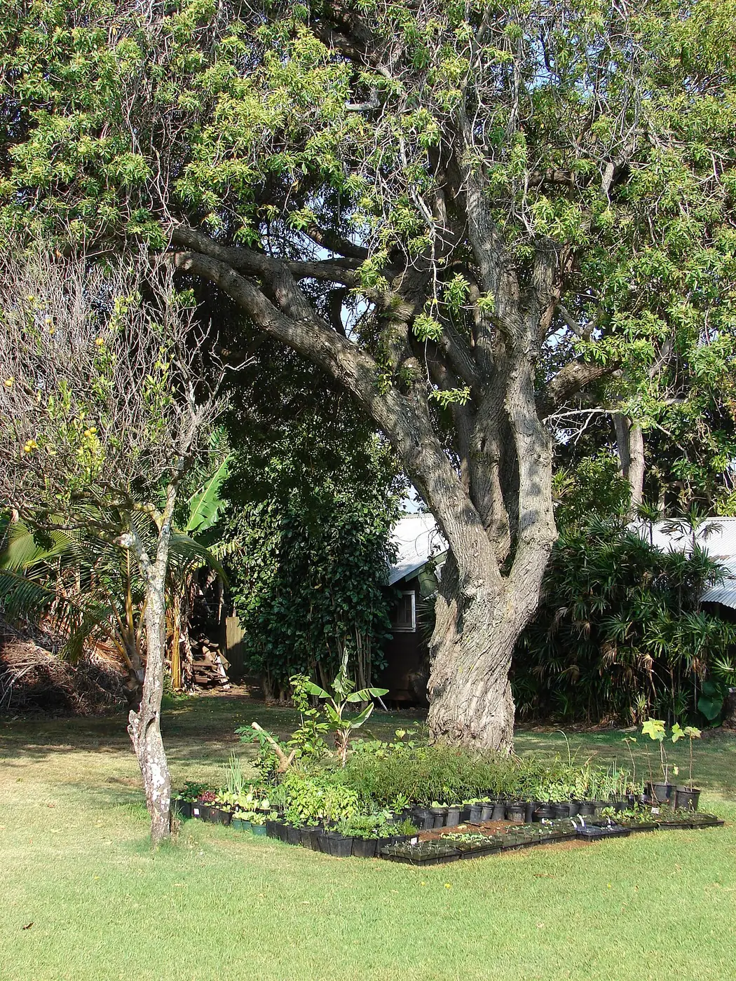 Starr-080914-9870-Ocimum basilicum-herb garden-Makawao-Maui (24925430495)
