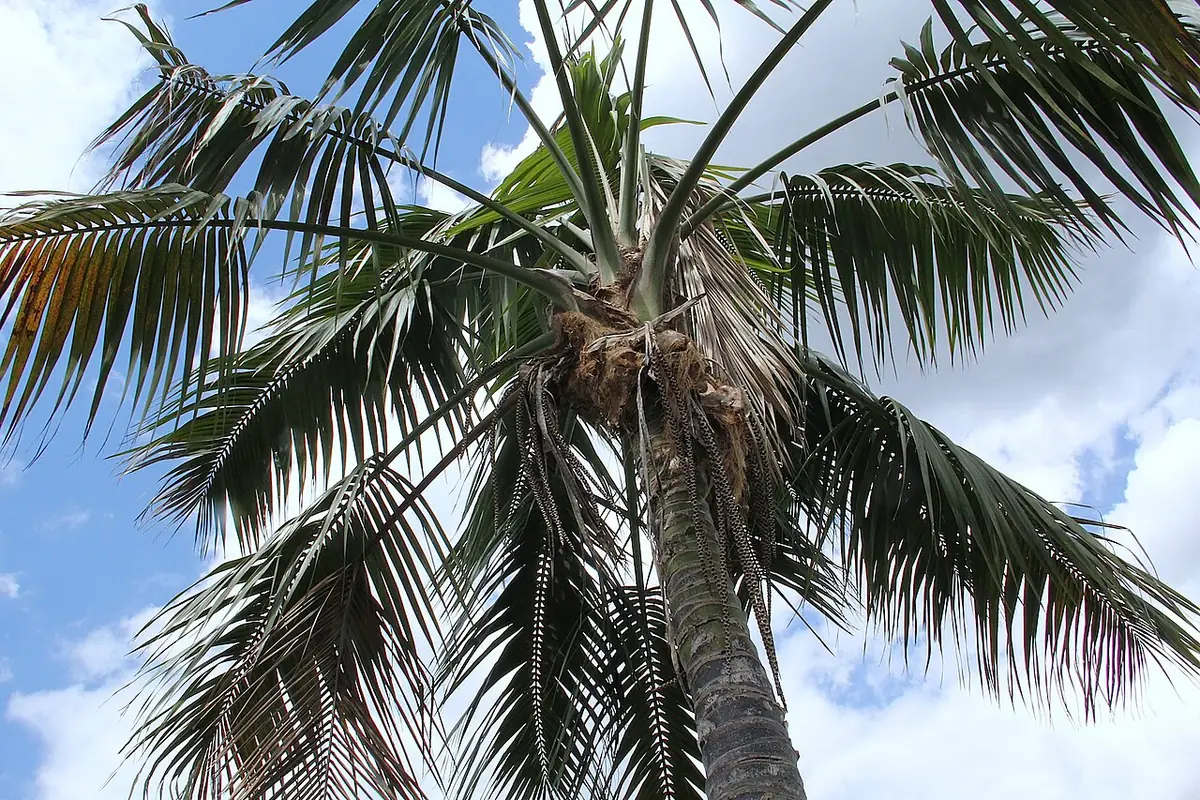 Howea forsteriana pm
