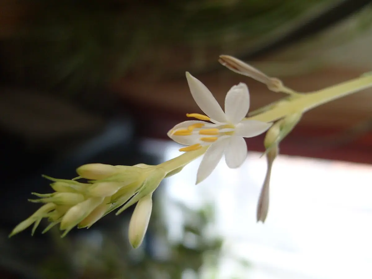 Chlorophytum comosum flower