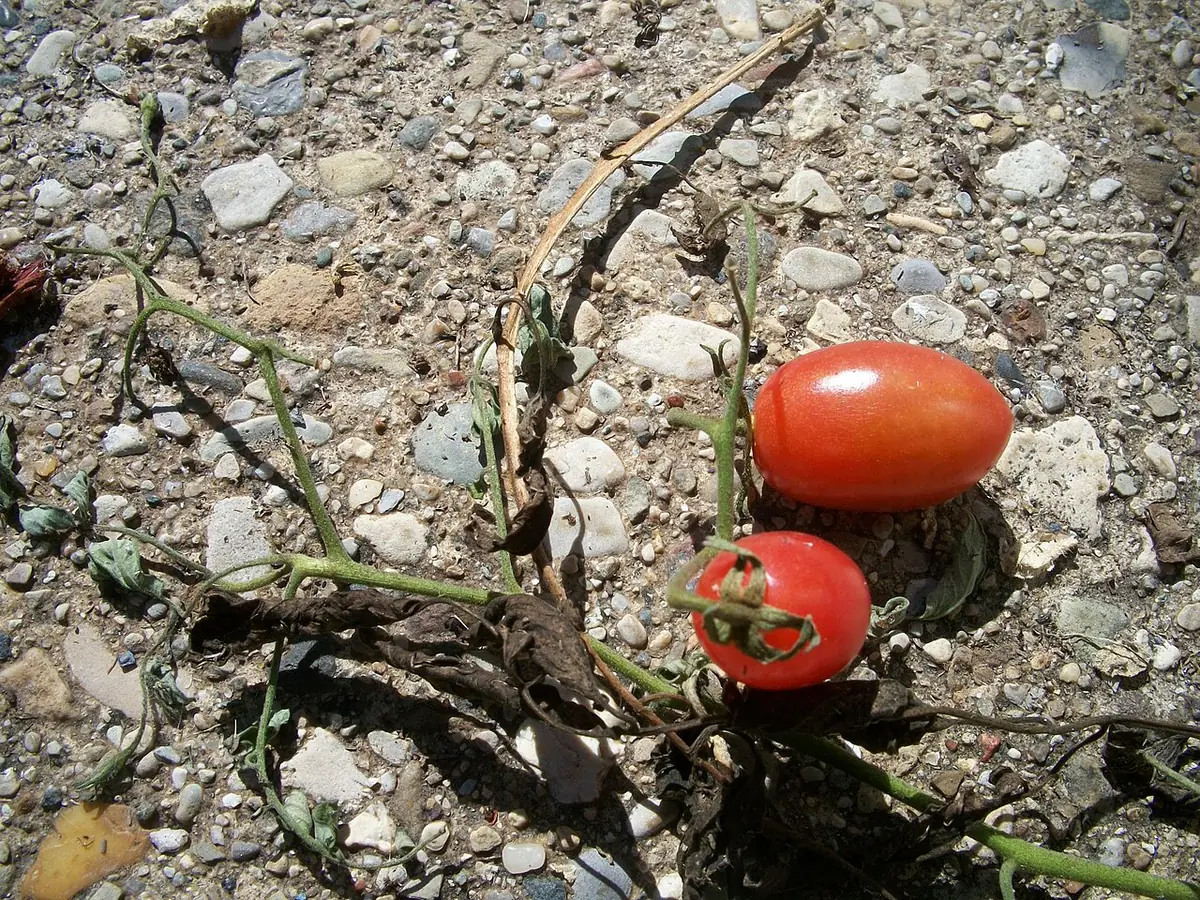 Grape Tomatoes on Patio