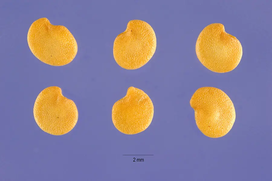 Solanum melongena seeds