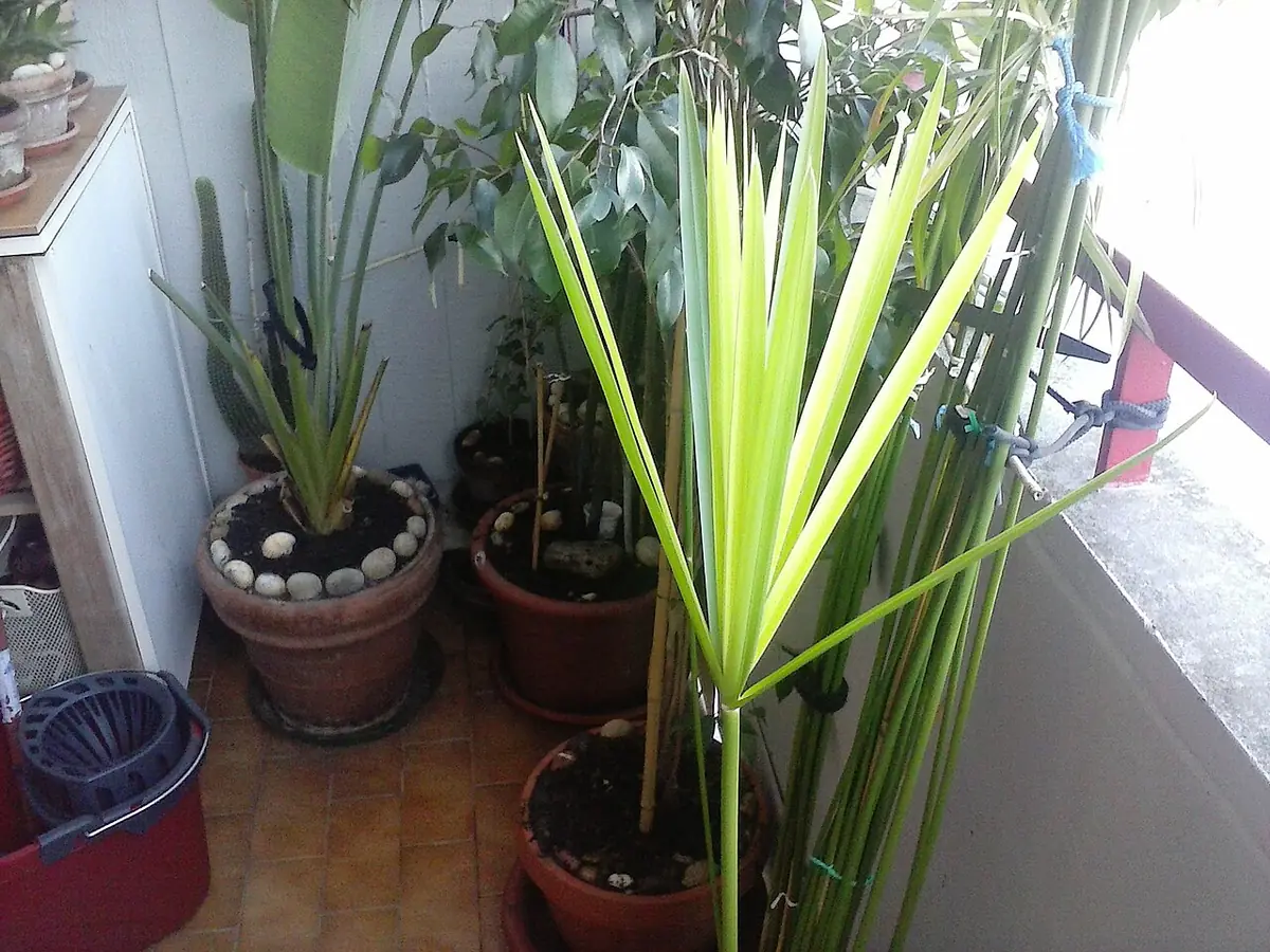 Pianta in crescita n.1 (14787056883)