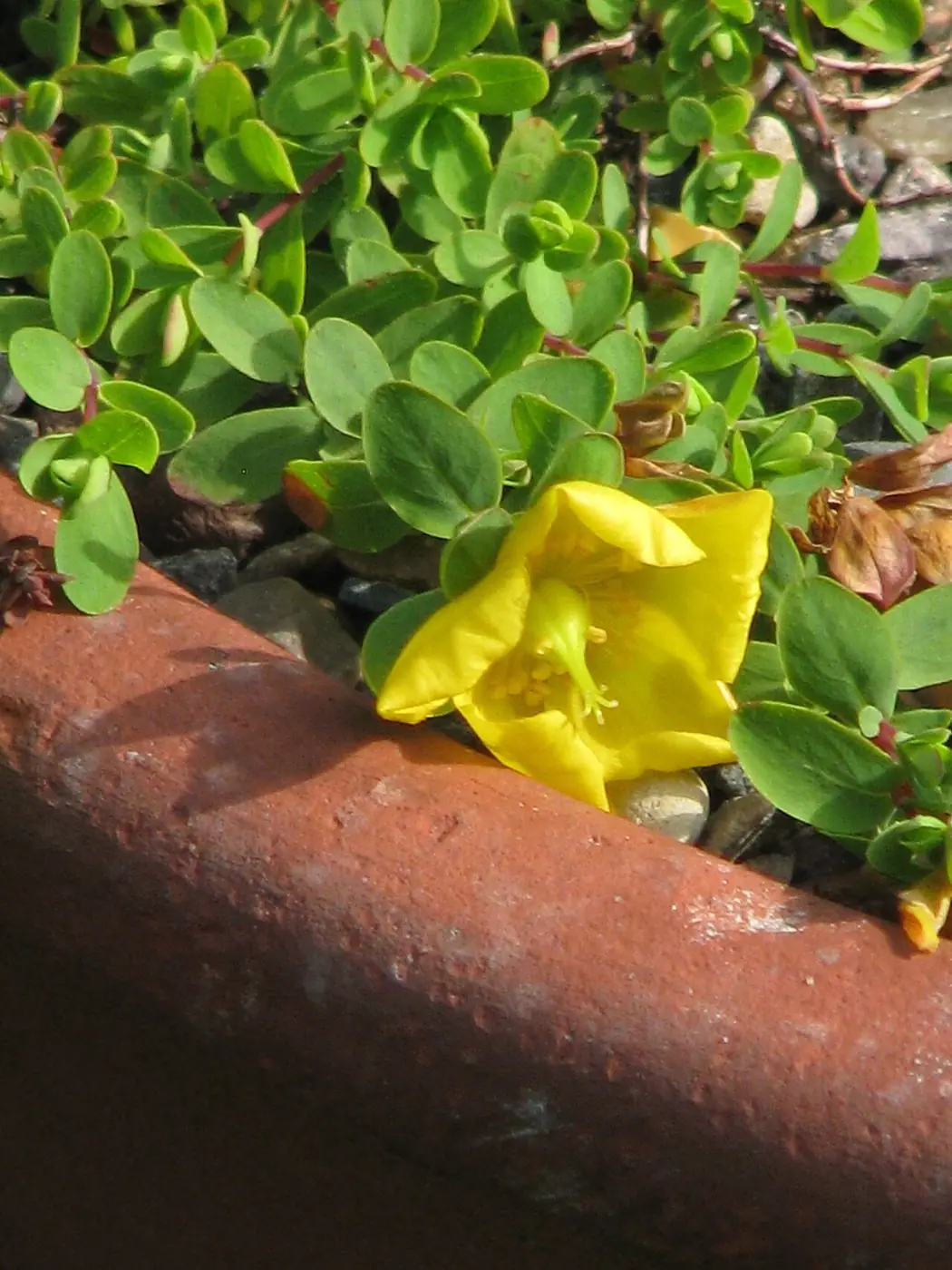 Hypericum reptans - Flickr - peganum (1)