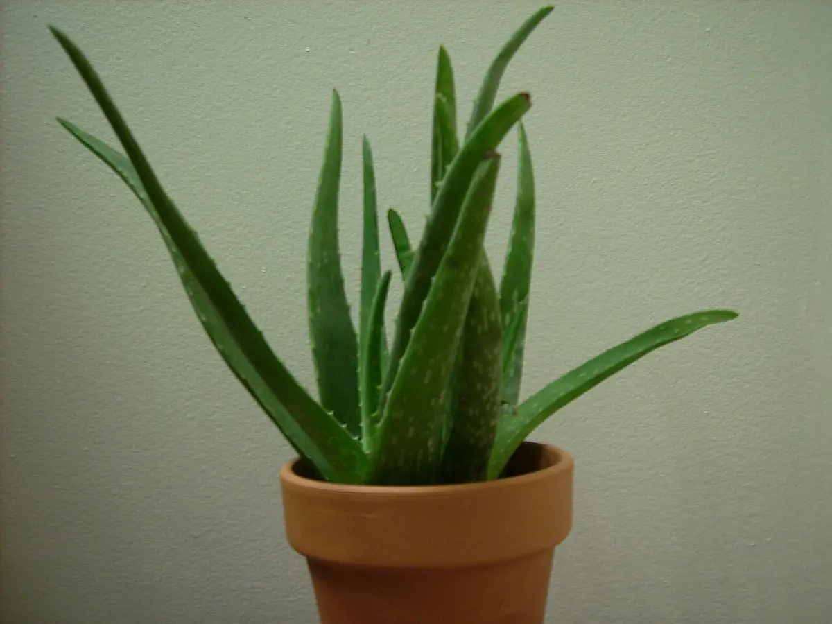 Potted Aloe vera plant