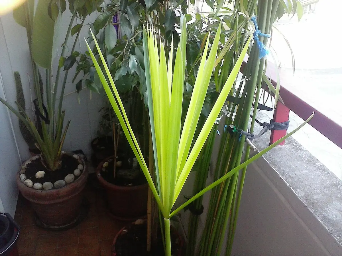 Pianta in crescita (14571946770)