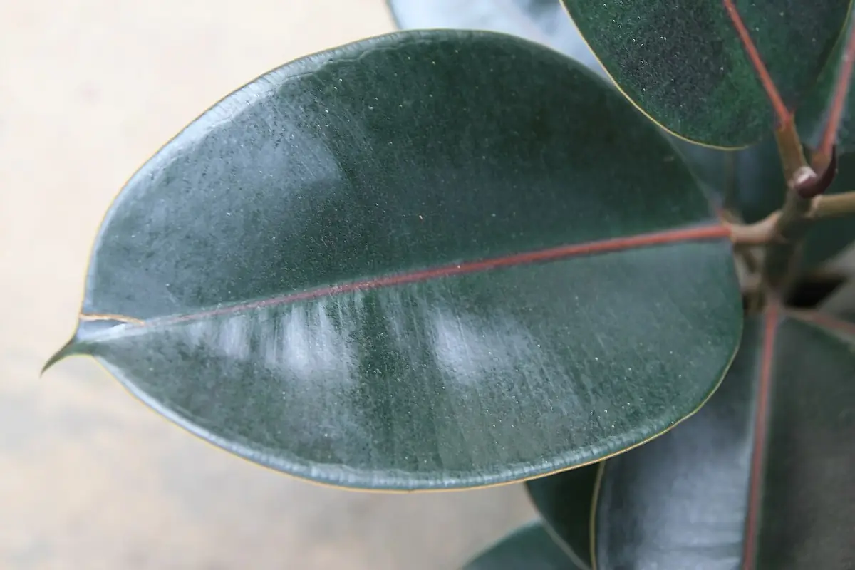 Ficus elastica 9zz