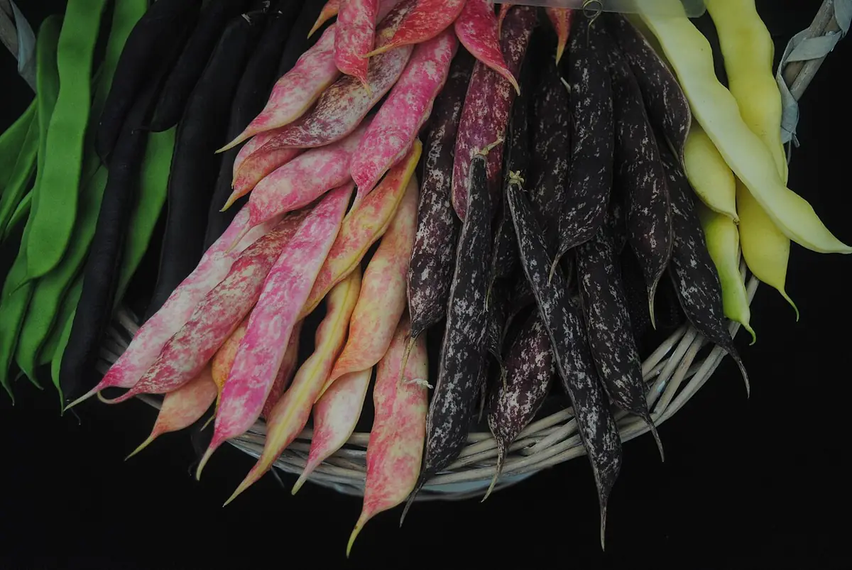 BBC Gardeners World - 2017-06-15 - Andy Mabbett - 02