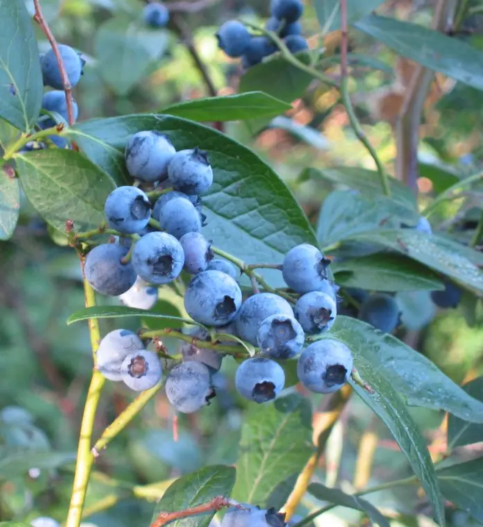 Vaccinium corymbosum in The Netherlands