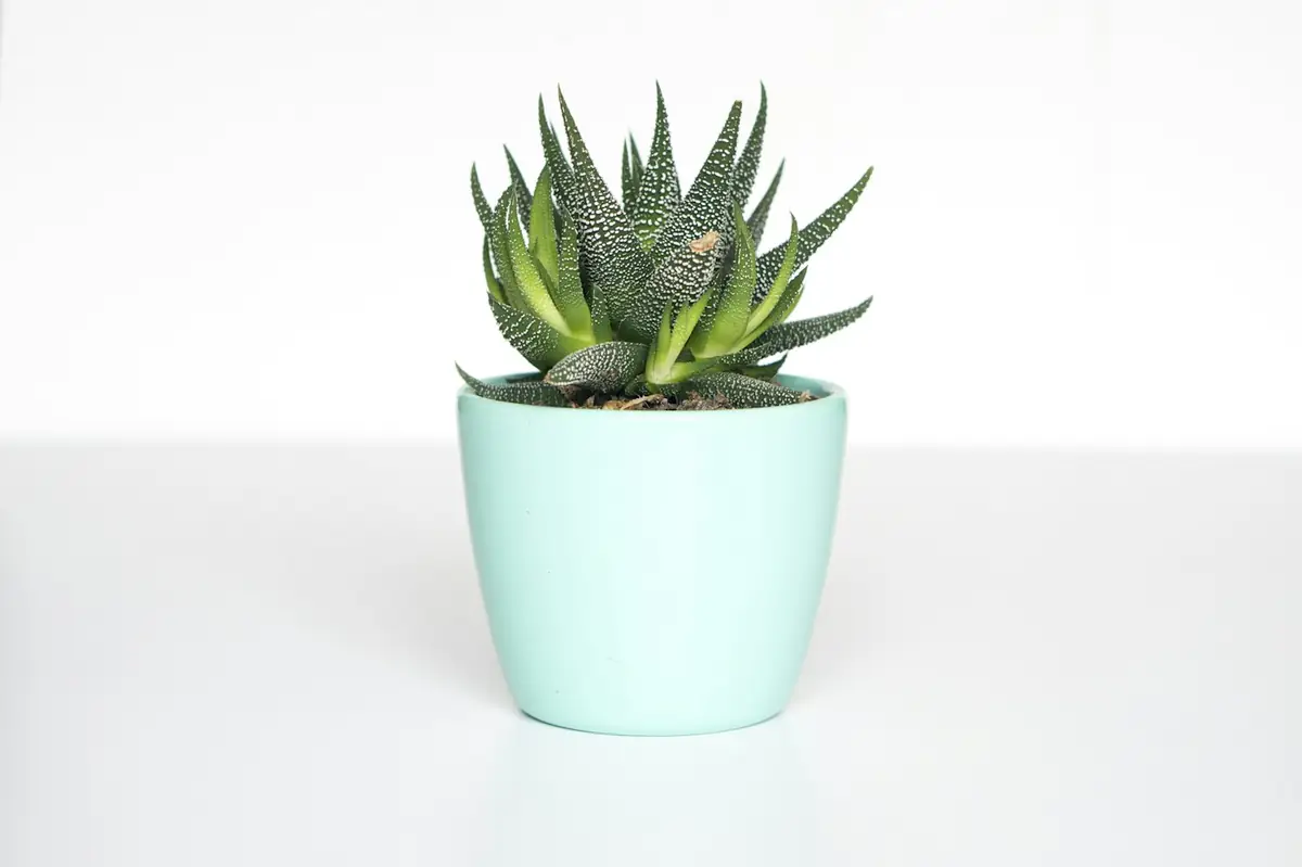 A real potted green plant bringing natural texture to an indoor space